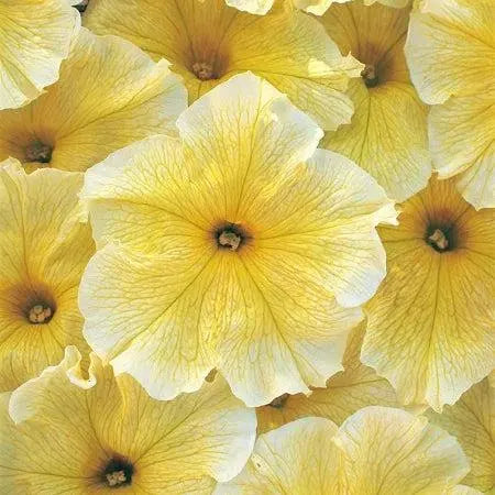 Petunia prism sunshine Seeds(20 Seeds)