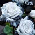 2/10/20pcs Rare Ink Rose Seeds - Non-GMO Heirloom Variety for Your Garden - Planting Instructions Included(2 Seeds)