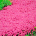 Creeping Thyme Pink Purple Ground Cover Herb 20/100/200 Seeds(20 Seeds)