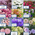 40/200/400 Lisianthus Flower Seeds – Mixed Colors – Elegant Long-Lasting Blooms for Garden, Bouquet, or Container Planting(40 Seeds)