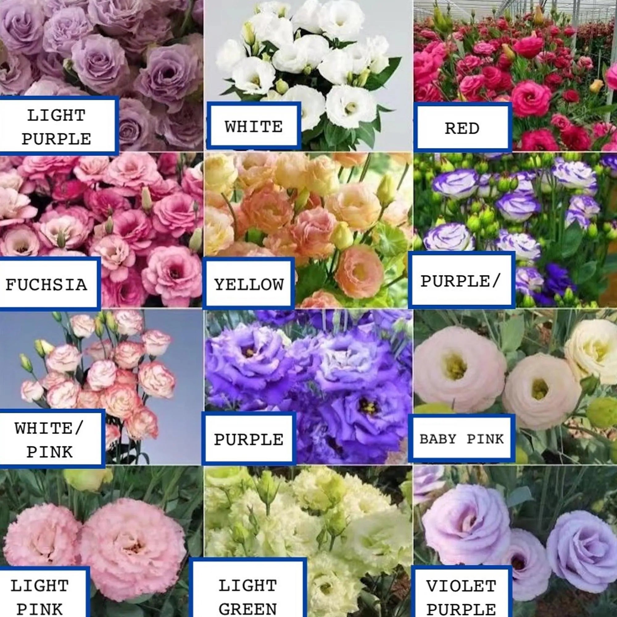 40/200/400 Lisianthus Flower Seeds – Mixed Colors – Elegant Long-Lasting Blooms for Garden, Bouquet, or Container Planting(40 Seeds)