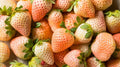 40+ seeds| White strawberry Seeds - Perennial - Authentic Seeds - Organic Seeds - Edible Seeds – Fruit Garden - Fruit Seeds(40 Seeds)