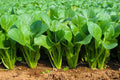 400/2000/4000 SPINACH MUSTARD TENDERGREEN Komatsuna Greens Brassica Rapa Vegetable Seeds(400 Seeds)