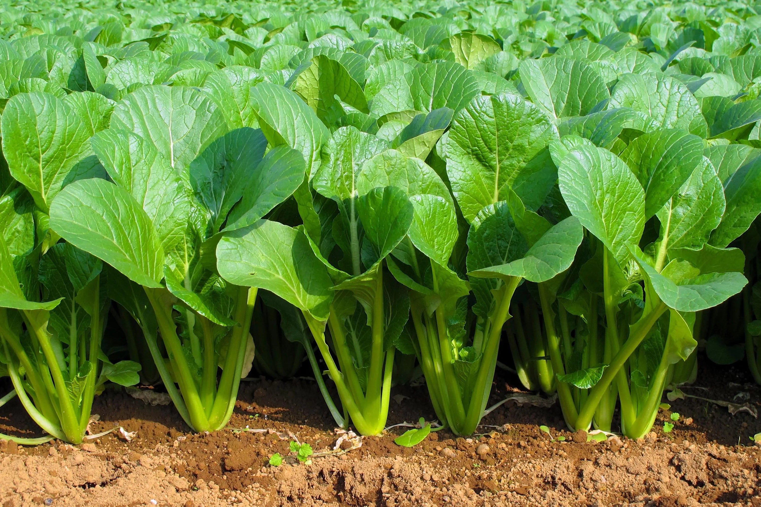 400/2000/4000 SPINACH MUSTARD TENDERGREEN Komatsuna Greens Brassica Rapa Vegetable Seeds(400 Seeds)