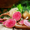 Watermelon Radish Heirloom Seeds - Crisp Salad, Fall Garden, Open Pollinated, Non-GMO(20 Seeds)
