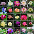 6/30/60 Seeds | Bowl Lotus Seeds, Mini Lotus Flower Seeds, Rare Aquatic Perennial Blooms for Ponds  Containers, Easy Grow Water Plants(6 Seeds)