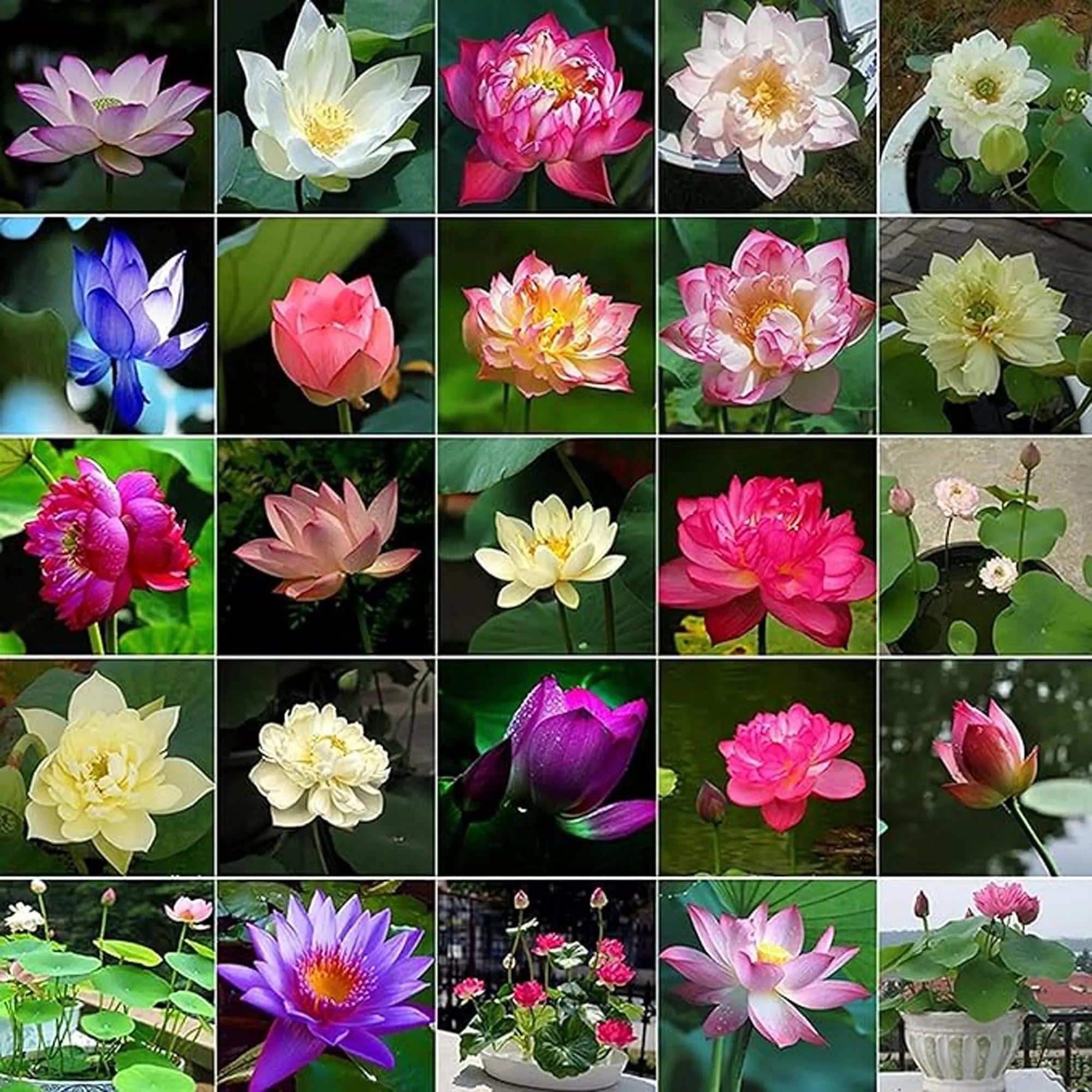 6/30/60 Seeds | Bowl Lotus Seeds, Mini Lotus Flower Seeds, Rare Aquatic Perennial Blooms for Ponds  Containers, Easy Grow Water Plants(6 Seeds)