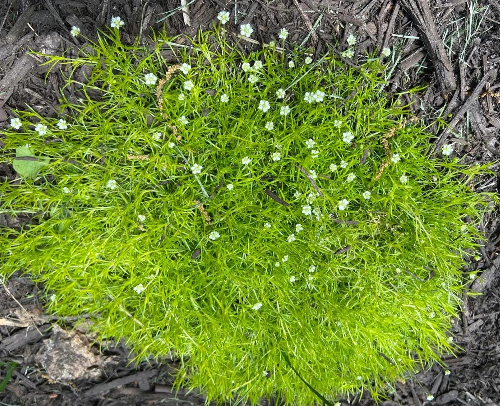 Irish Moss Seeds ~Sagina subulata~ Pearlwort~ Heath ~ Awl-Leaf Pearlwort ~ Hardy Evergreen Groundcover ~ European Native ~ Path Plant(160 Seeds)