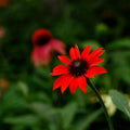 20/100/200 Cherry Brandy Coneflower Seeds – Echinacea Perennial Flower – Rich Red-Burgundy Blooms for Pollinator Gardens(20 Seeds)