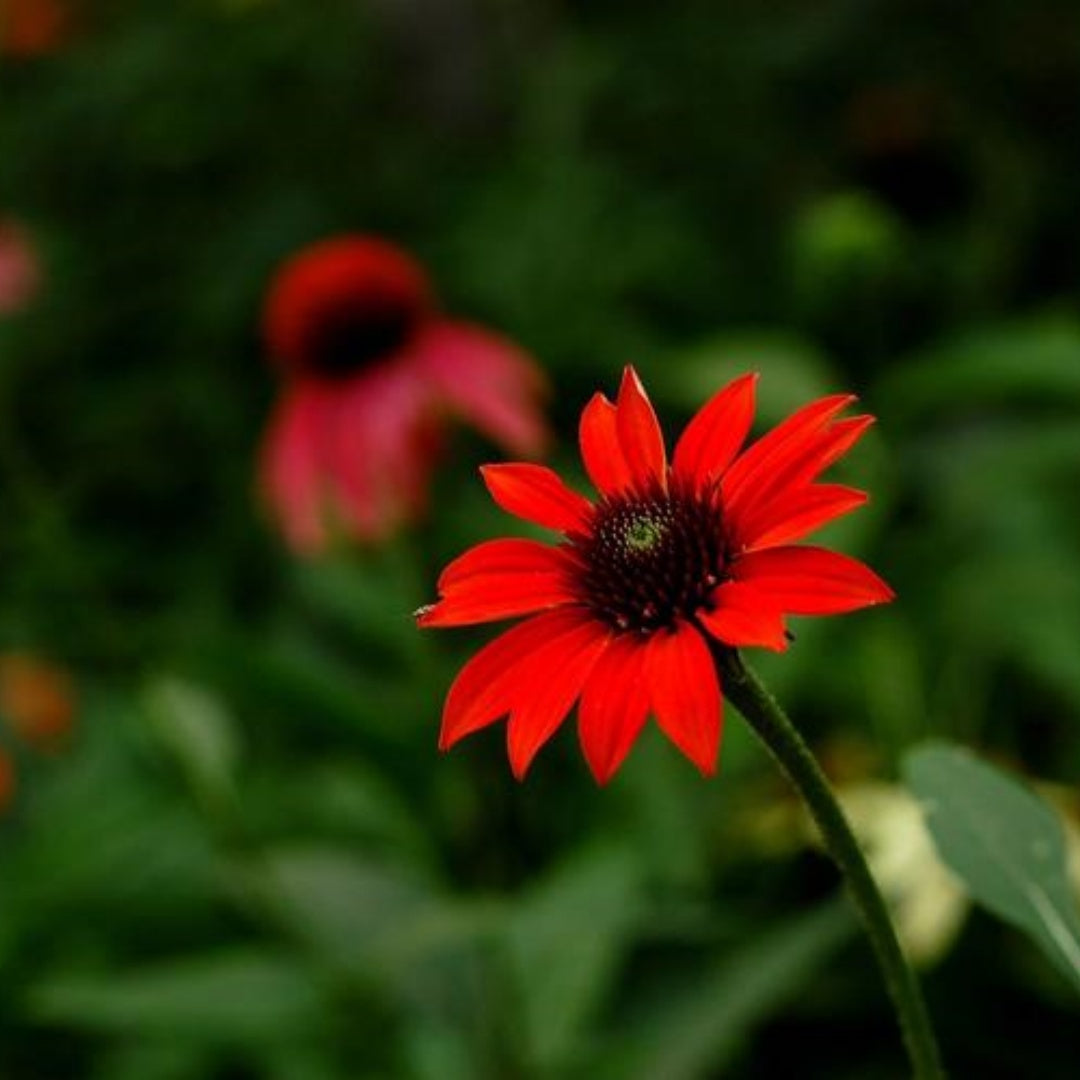 20/100/200 Cherry Brandy Coneflower Seeds – Echinacea Perennial Flower – Rich Red-Burgundy Blooms for Pollinator Gardens(20 Seeds)