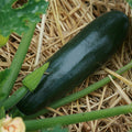 Squash Seeds - Organic, Heirloom, Open Pollinated, Non GMO - Grow Indoors, Outdoors, In Pots, Grow Beds, Soil, Hydroponics  Aquaponics(20 Seeds)