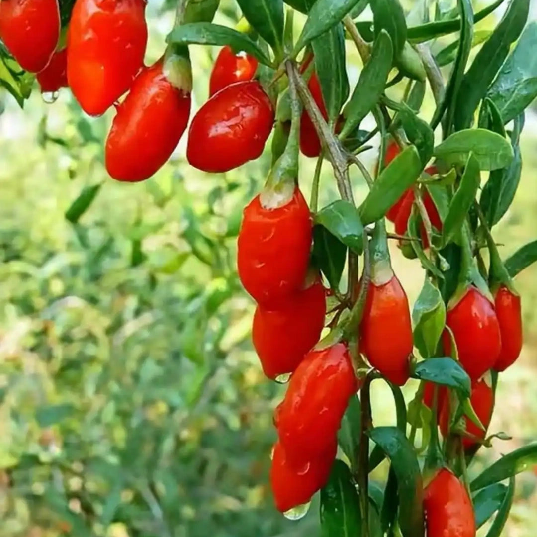 Goji Berry ( Wolfberry) | 4/20/40 Seeds | Medicinal | Culinary | Heirloom | Lycium barbarum(4 Seeds)