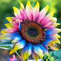 5+Mixed Sunflower Seeds for Planting Outdoor Non-GMO Heirloom(5pcs)
