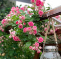 Climbing Maniac Rose Seeds – Mixed Hardy Climbing Vine Roses for Outdoor Planting(20 Seeds)