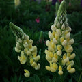 Perennial Lupine Flower Seeds — Yellow Blooms(2000pcs)