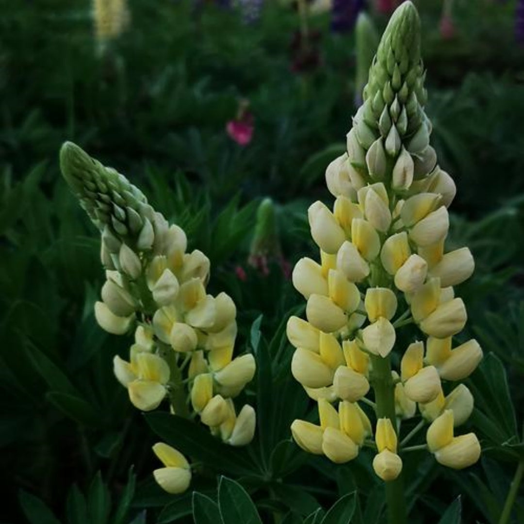 Perennial Lupine Flower Seeds — Yellow Blooms(2000pcs)