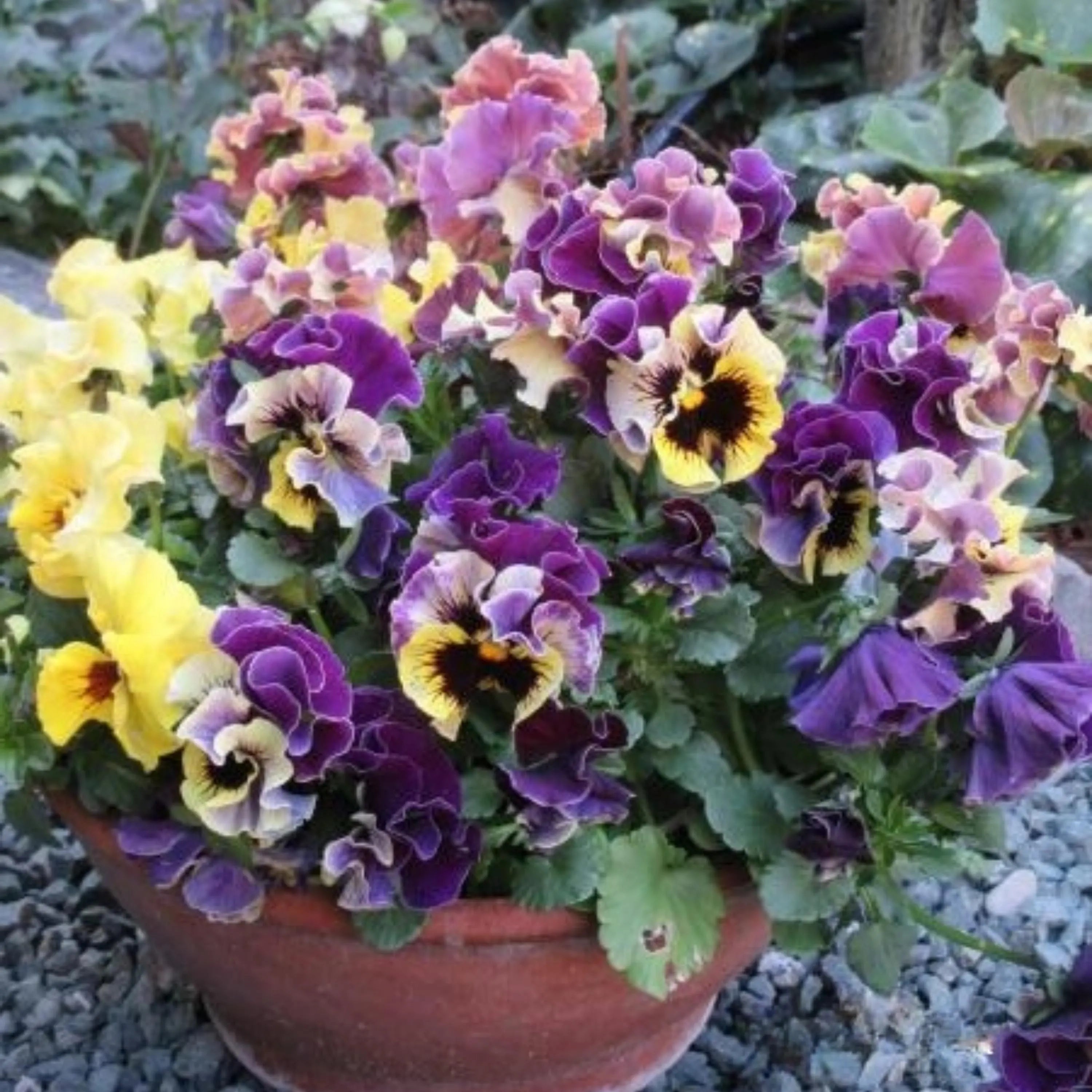Mix Pansy Viola × wittrockiana Seeds - Cold Resistant - Self-Pollinating -Draft Resistant -Plant in late Summer/Spring(20 Seeds)