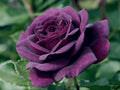 2/10/20 Dark Purple Rose Bush Seeds | Rare seeds(2 Seeds)