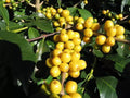 10/50/100 ARABICA COFFEE Tree Shrub Seeds - Grow your own coffee!(10 Seeds)