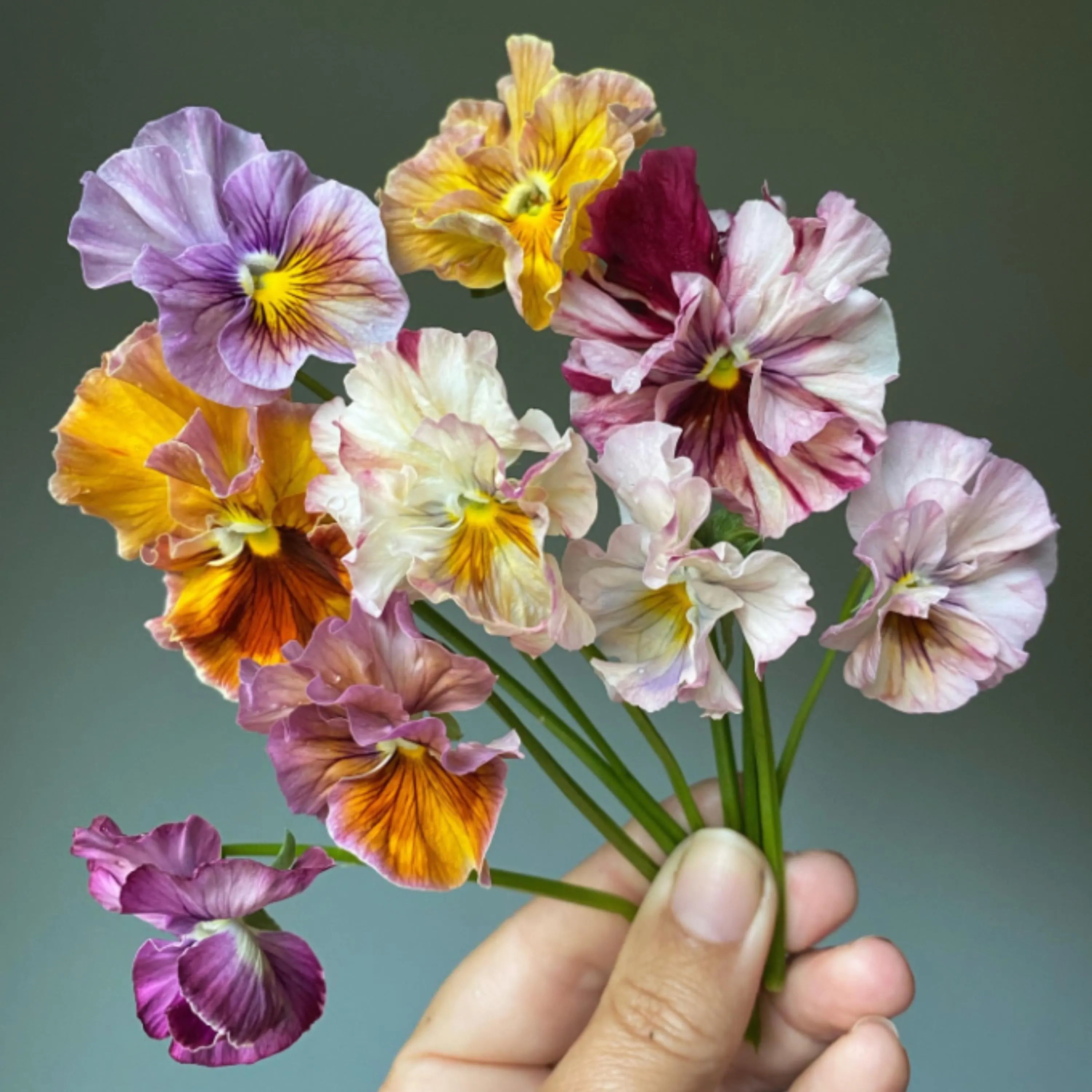 Mix Pansy Seeds - Cold Resistant - Self-Pollinating - Open-Pollinating - Draft Resistant - Plant in late Summer/early Spring(10 Seeds)