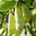 2/10/20 Hyacinth Bean Seeds – Heirloom Climbing Garden Vine – Asian Ornamental Flower(2 Seeds)