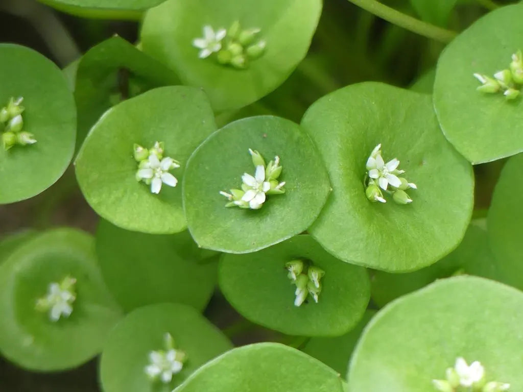 NEW! Native Miner;s Lettuce Seeds, Edible Indian Lettuce, Winter Purslane, Claytonia Perfoliata(150 Seeds)