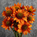 Orange Coneflower Seeds – 100/500/1000 Count – Vibrant Echinacea for Pollinator Gardens(100 Seeds)