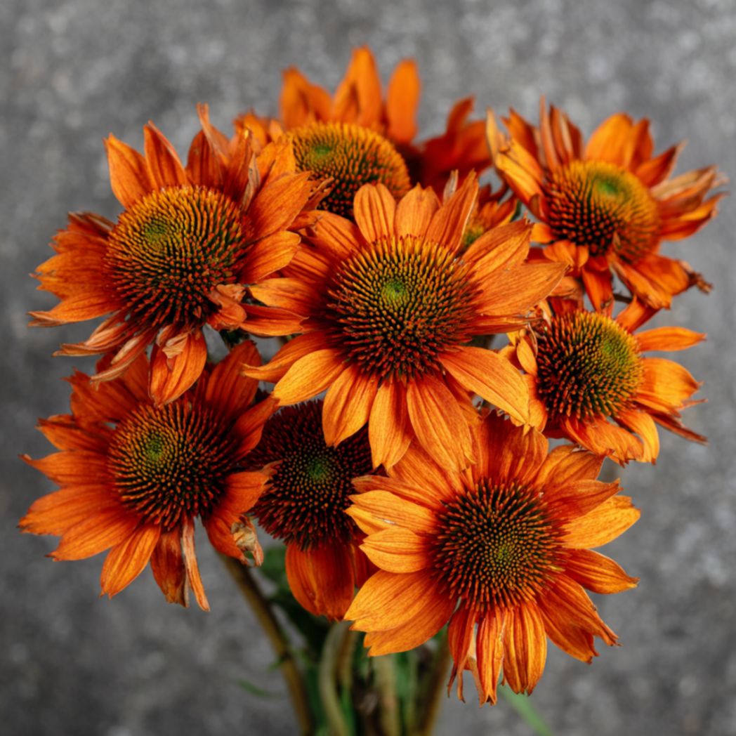 Orange Coneflower Seeds – 100/500/1000 Count – Vibrant Echinacea for Pollinator Gardens(100 Seeds)