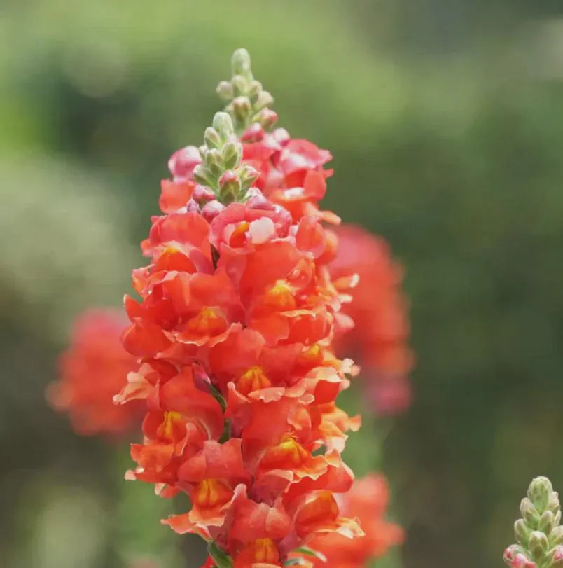 Snapdragon Orange Wonder  6/30/60 Non-GMO Seeds | Bright Cut Flowers | Hummingbird  Butterfly Attractor | Easy Grow Annual Blooms(6 Seeds)