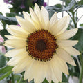 Italian White Sunflower Seeds - Large, Beautiful Cream-Colored to Pale Yellow Flowers with Dark Cenetrs - Open Pollinated Variety(5 Seeds)