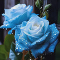20+pcs Broken Ice Blue Rose Seeds - Rare Non-GMO Heirloom Variety(20 Seeds)