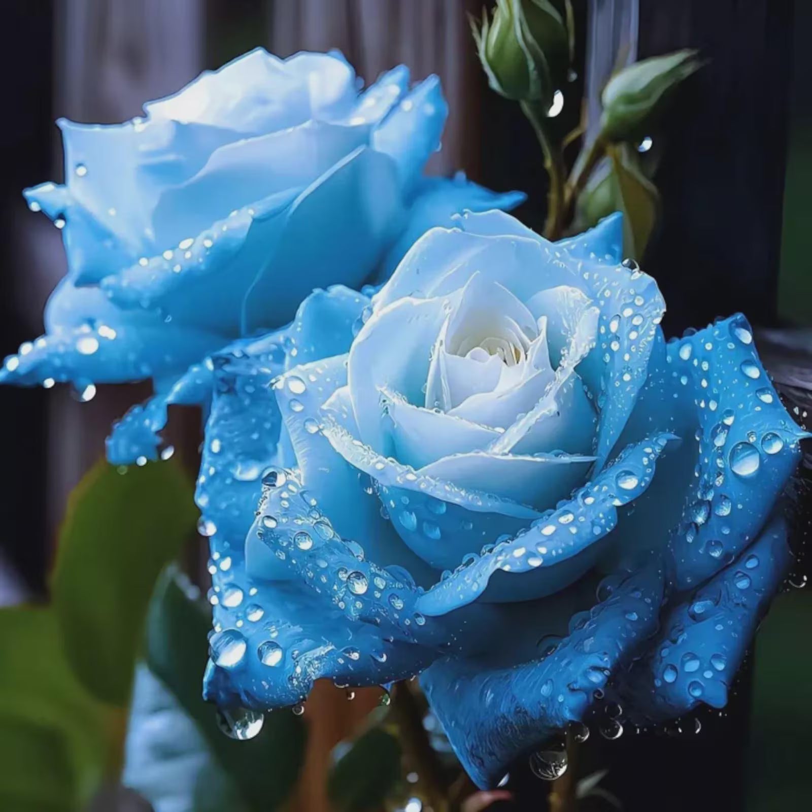 20+pcs Broken Ice Blue Rose Seeds - Rare Non-GMO Heirloom Variety(20 Seeds)