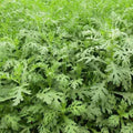 Crown Daisy Vegetable Seeds, Chrysanthemum Green Seeds, Edible Chrysanthemum, Chop Suey Green, Japanese Green, Shungiku, Hat Tan O, Tong Hao(200 Seeds)