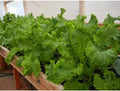 Wasabi Seeds (20/100/200 Seed Package)(20 Seeds)