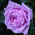 20/100/200 Seeds | Blue Sky Lilac-Blue Fragrant Rose Seeds - Cold Resistant - Romantic Blooms - Late Winter to Early Spring Planting Time(20 Seeds)