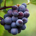 20/100/200 Purple Grape Seeds Sweet Table Grape Variety for Home Vineyard and Garden Growing(20 Seeds)