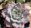 Echeveria 'Blue Bird', Rare Live Succulent Plant Fully Rooted in 4 Planter with Soil, Home Office Indoor Outdoor Wedding Decoration DIY Projects Party Favor(1pc)
