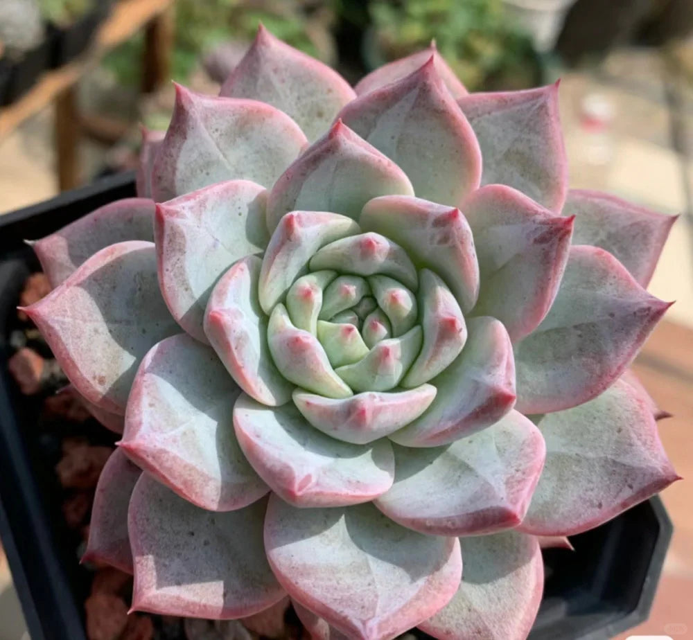 Echeveria 'Blue Bird', Rare Live Succulent Plant Fully Rooted in 4 Planter with Soil, Home Office Indoor Outdoor Wedding Decoration DIY Projects Party Favor(1pc)