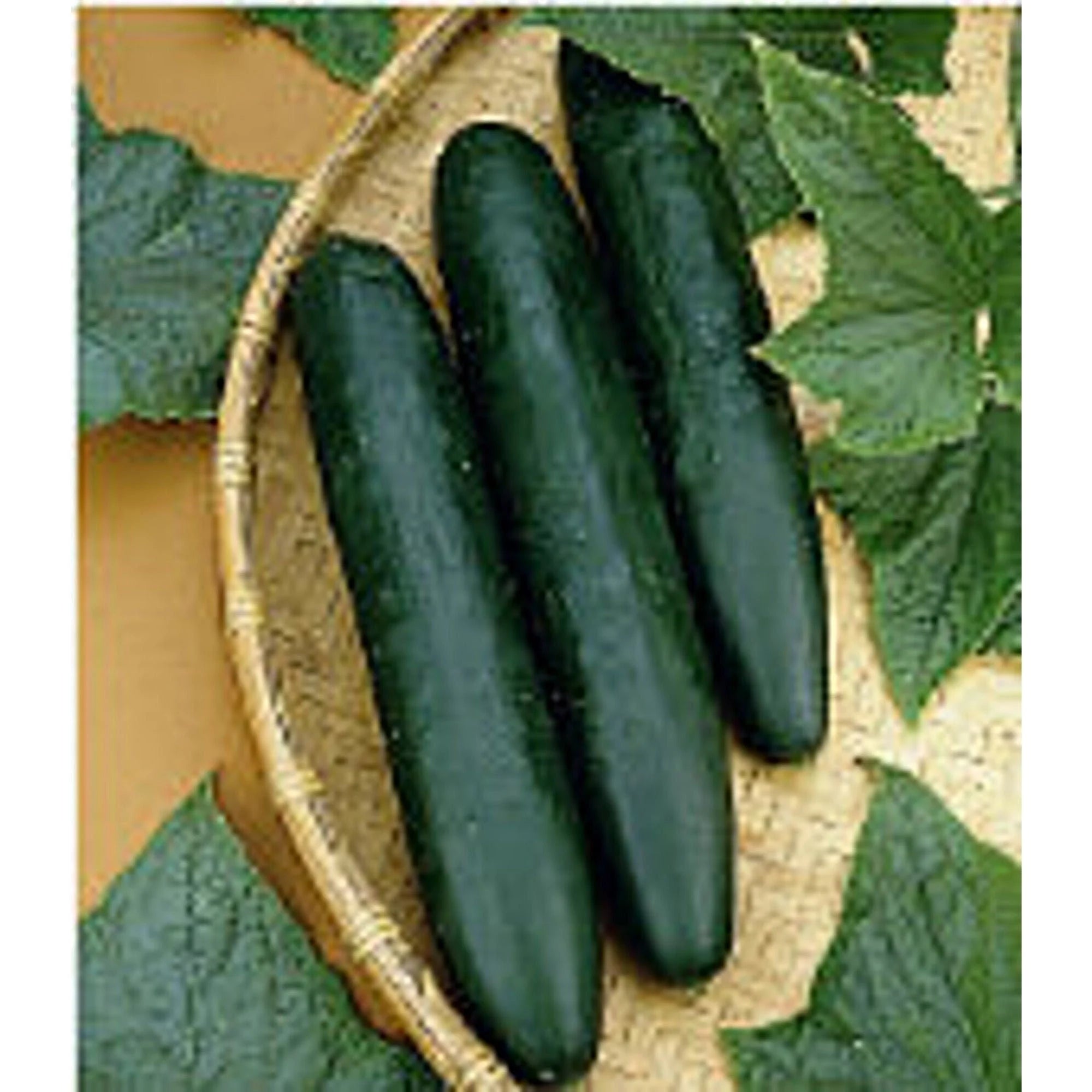 Sweet Success Cucumbers Seeds(10 Seeds)