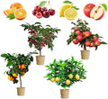 Mix Dwarf Bonsai Fruit Tree Seeds for Planting, 4/20/40 Lemon Tree Seeds,4 Variety Individual Packs, Organic Heirloom Fruit Seeds(4pcs)