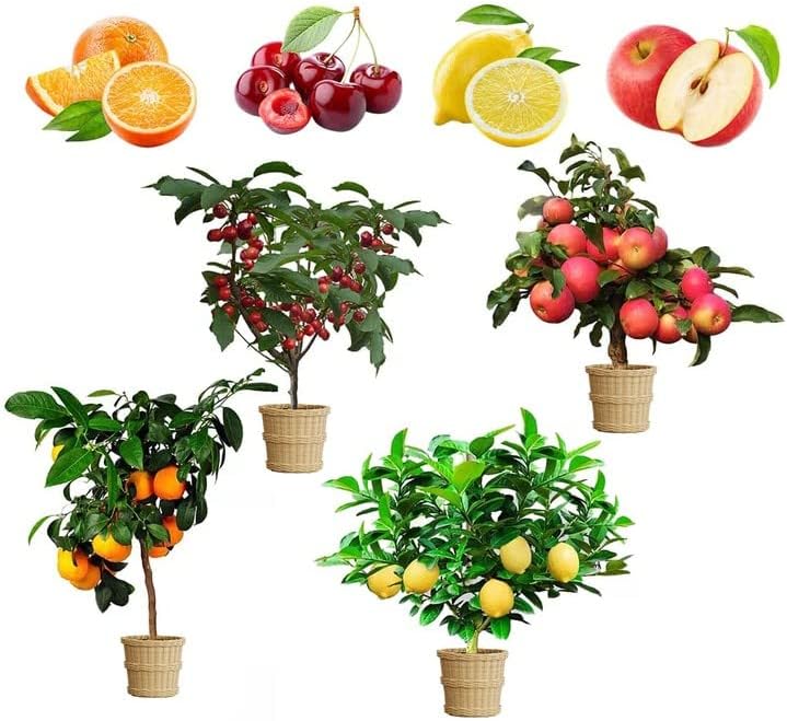 Mix Dwarf Bonsai Fruit Tree Seeds for Planting, 4/20/40 Lemon Tree Seeds,4 Variety Individual Packs, Organic Heirloom Fruit Seeds(4pcs)