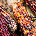 20/100/200 Indian Ornamental Corn Seeds | Heirloom, Non-GMO, Vegetable Gardening Seed Packet for Survival Homesteading  Gardeners, Zea mays(20 Seeds)