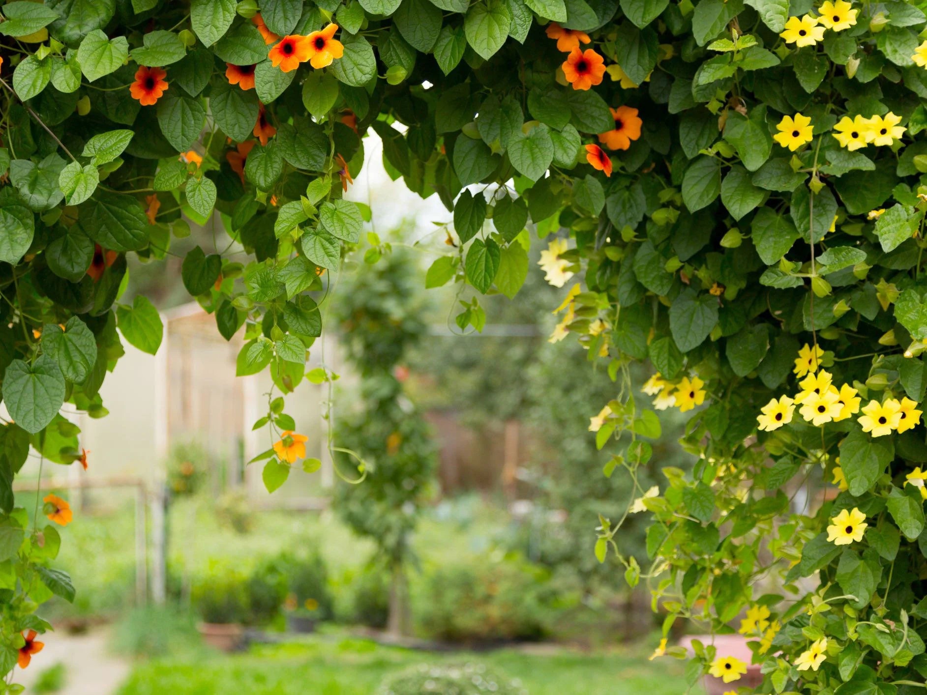 Black Eyed Susan Vine Mixed Color Seeds, Thunbergia Alata(2 Seeds)