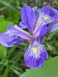 Iris virginica 200/1000/2000 seeds(200 Seeds)