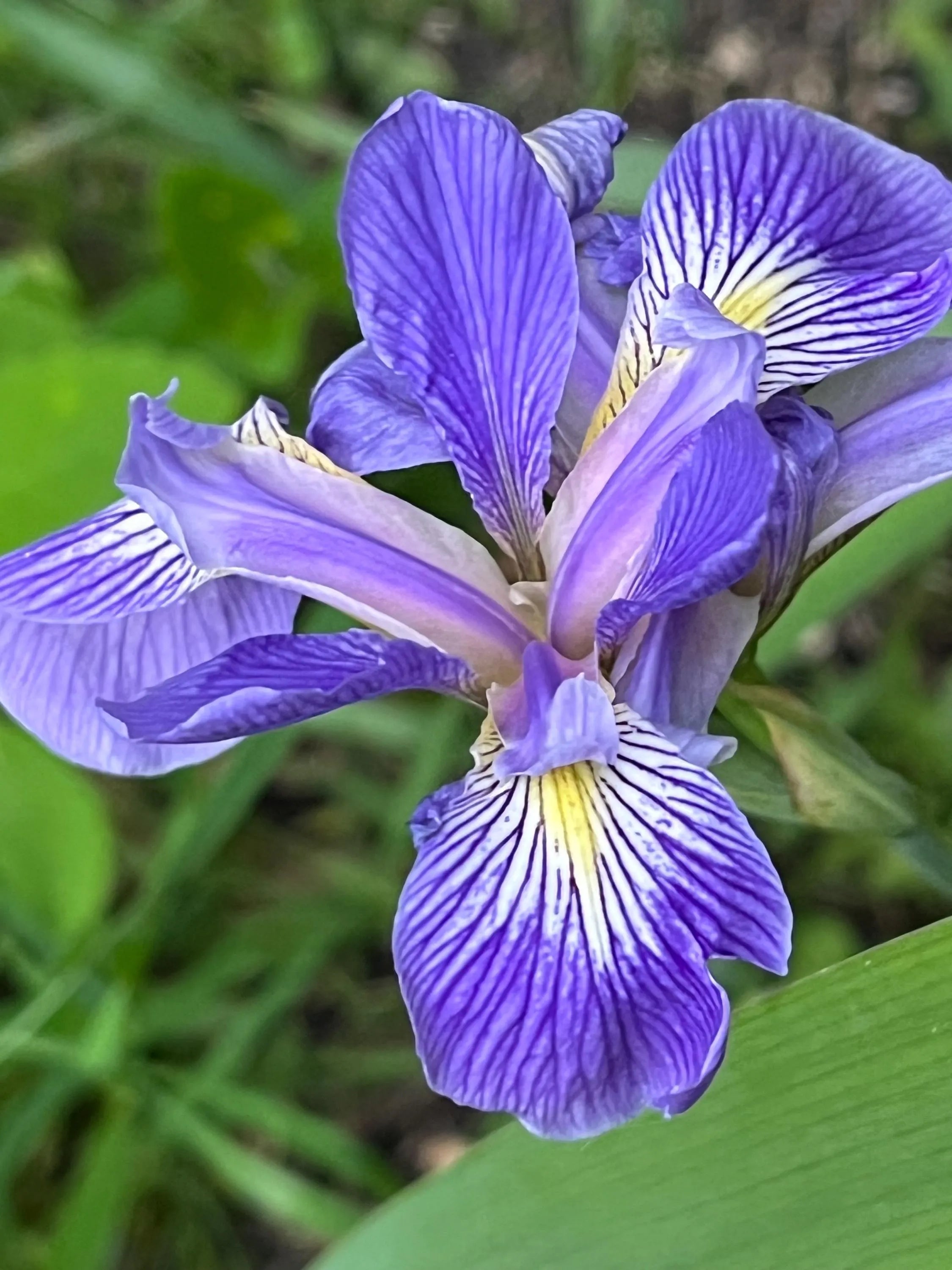 Iris virginica 200/1000/2000 seeds(200 Seeds)