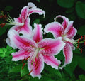 20/100/200 Stargazer Lily seeds | Pink  White Oriental Lilies | Fragrant Wedding Flowers | Butterfly Garden Plants | Perennial Blooms(20 Seeds)