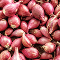 Nero Shallot Sets For Planting - Starter Bulbs for Growing, Home or Farm Gardening Red Onion Seed - Grow Your Own(20 Seeds)