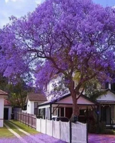 Stunning Jacaranda Tree – Buy Seeds Today!(4 Seeds)