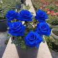 40+ Blue Rose Seeds – Unique and Special Rose Variety with Deep Blue Blooms, Romantic Garden Flower for Pots, Borders, and Floral Displays(40 Seeds)