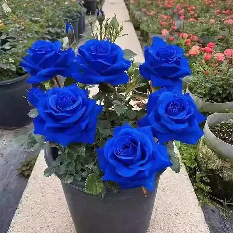40+ Blue Rose Seeds – Unique and Special Rose Variety with Deep Blue Blooms, Romantic Garden Flower for Pots, Borders, and Floral Displays(40 Seeds)